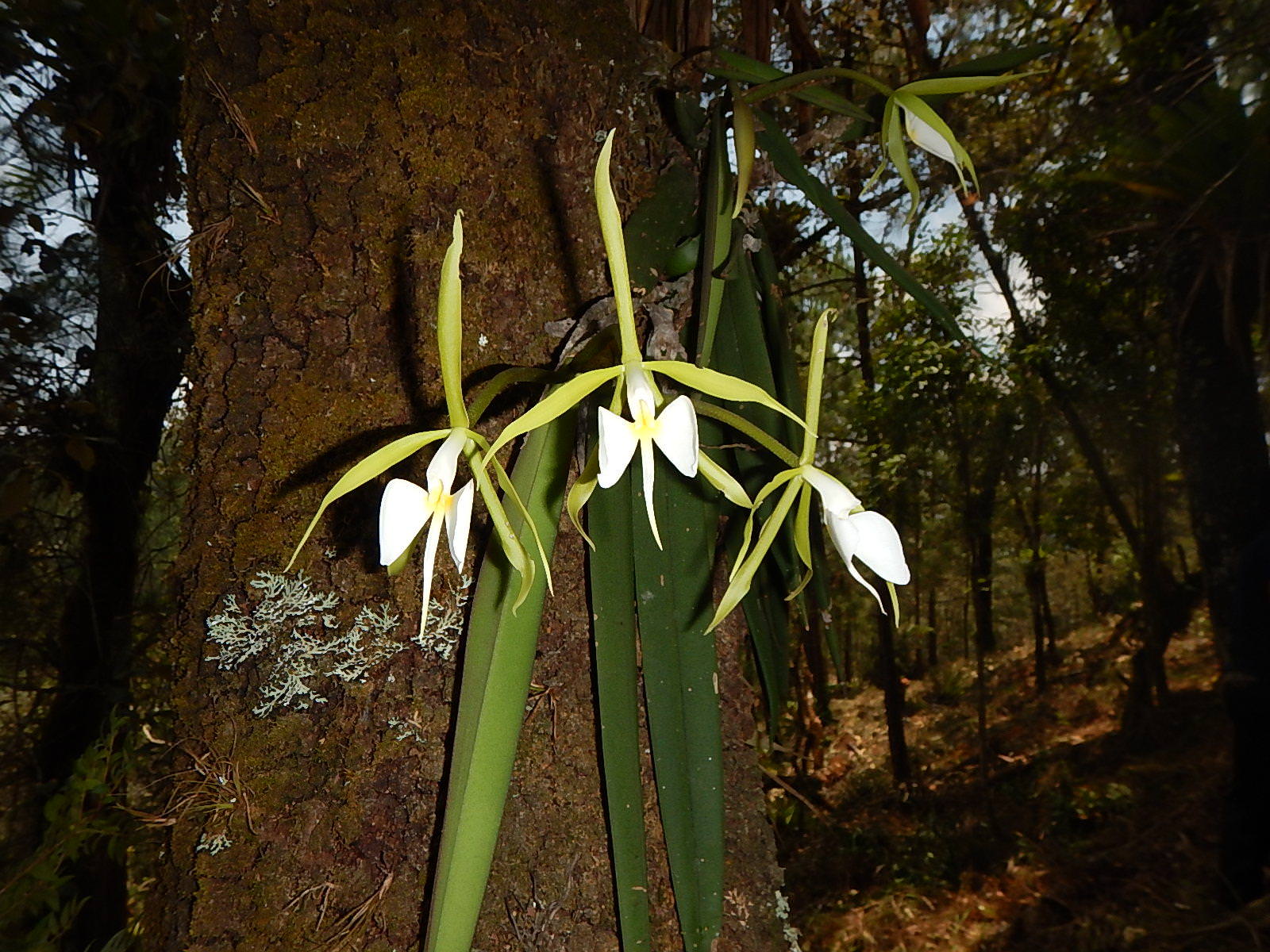 Epidendrum parkinsonianum